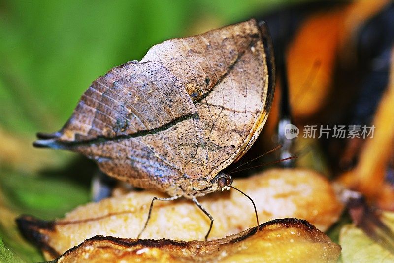 叶蝴蝶(Kallima inachus)正在进食。